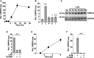 The mitochondrial gene-CMPK2 functions as a rheostat for macrophage homeostasis